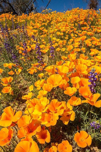 Arizona-Peridot Mesa California poppies in bloom